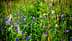 A vibrant meadow filled with various wildflowers in shades of purple and green. - Olive Oil Times