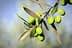 Branch of green olives with several unripe olives and leaves against a blurred background. - Olive Oil Times