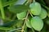Cluster of green olives growing on a branch with leaves in a natural setting. - Olive Oil Times