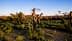 Olive grove featuring pruned olive trees and surrounding greenery under a clear sky. - Olive Oil Times