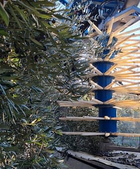 Mechanical olive harvesting equipment positioned among olive trees in an orchard. - Olive Oil Times
