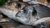 Close-up view of a fresh fish with shiny scales and a prominent eye among other fish. - Olive Oil Times