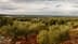 Expansive view of an olive grove with trees and a cloudy sky in the background. - Olive Oil Times