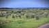 A landscape featuring an olive grove with numerous olive trees and a distant view of the sea. - Olive Oil Times