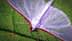 A transparent-winged moth resting on a green leaf, showcasing its delicate structure and coloration. - Olive Oil Times