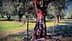 An olive tree with a textured trunk and green foliage in an orchard setting. - Olive Oil Times
