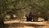 A person operating machinery among olive trees in a field during harvest season. - Olive Oil Times