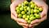 A pair of hands holding a collection of green olives with leaves. - Olive Oil Times