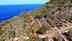 Aerial view of an olive grove with trees and the sea in the background. - Olive Oil Times